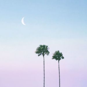 Low angle view of coconut palm tree against sky