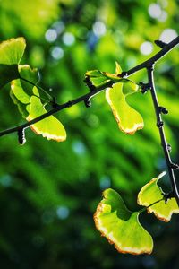 Close-up of fresh green plant