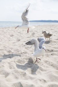 Seagulls flying over beach against sky