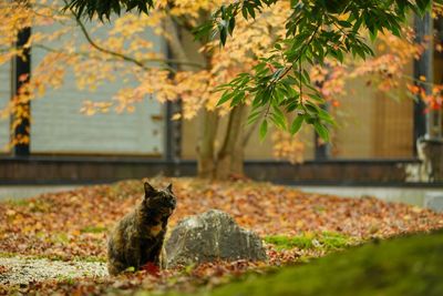 autumn
