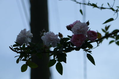 Close-up of pink rose blooming in park