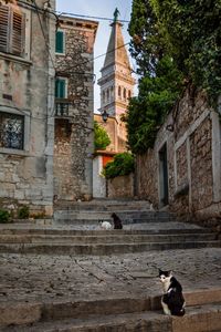 Dog outside temple in city