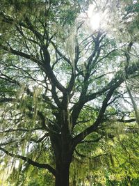 Low angle view of tree in forest