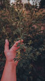 Close-up of hand holding plant