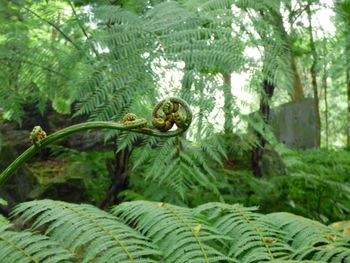 Close-up of lizard on tree in forest