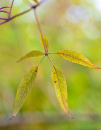 Close-up of plant leaf during autumn