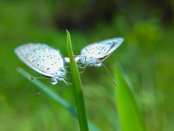 Close-up of butterfly on leaf