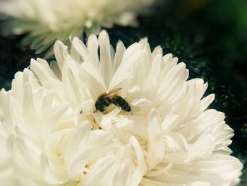 Close-up of honey bee on daisy flower