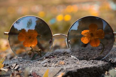 Yellow flowers seen through sunglasses on field