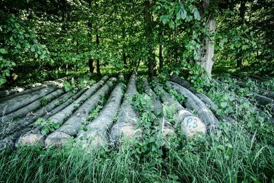 Trees in forest