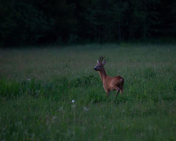 Deer in a field