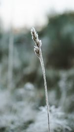 Close-up of snow on field