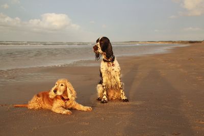 Dog on beach