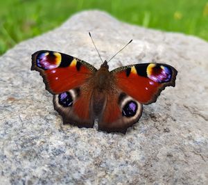 Close-up of butterfly