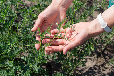 Woman shows chickpeas in close up. chickpea are growing on the field