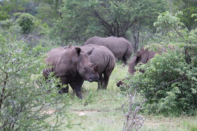 Sheep standing in a field