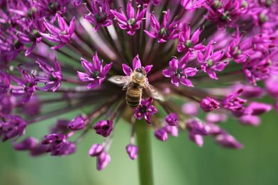 Close-up of bee on pink flowers