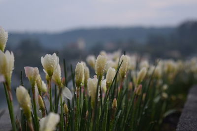 Close-up of flowering plant on field