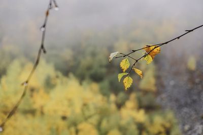 Close-up of yellow flowering plant