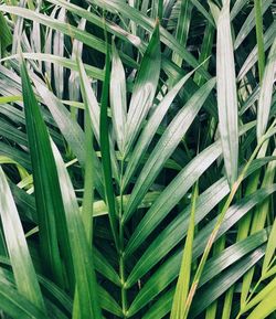 Full frame shot of bamboo plants on field