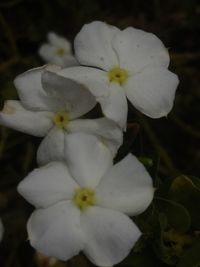 Close-up of white flowering plant