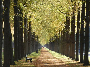 Footpath amidst trees in park