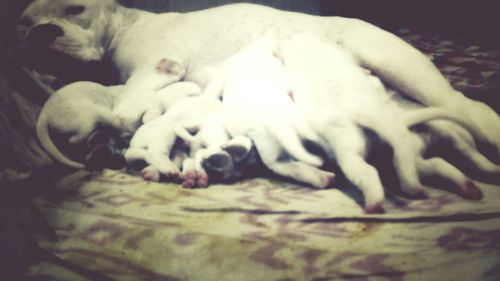 Close-up of dog sleeping