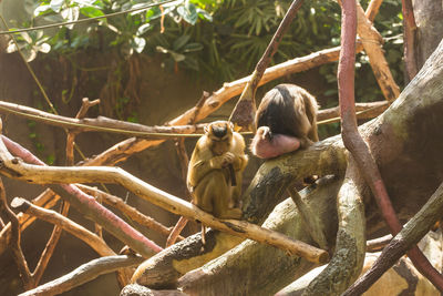 Monkey sitting on tree branch