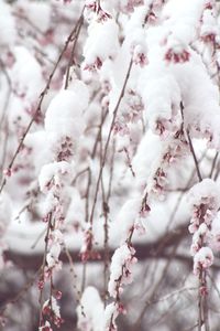 Full frame shot of cherry blossoms in spring