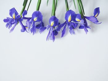 Close-up of flowers over white background