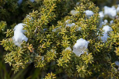 Close-up of frozen plants during winter