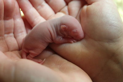 Cropped hands holding young animal