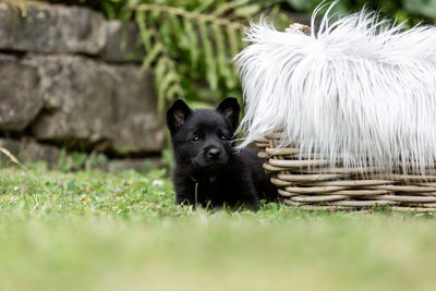 Black dog in a field