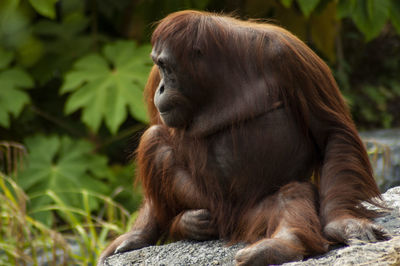 Dublin zoo 