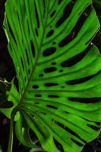 Close-up of fresh green plant