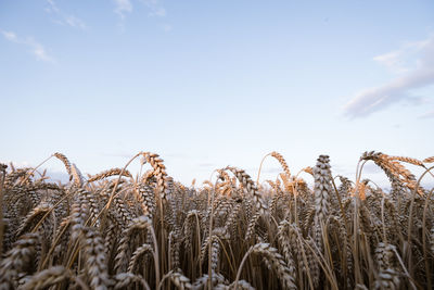 Wheat field against sky