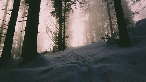 Low angle view of trees growing in forest during winter