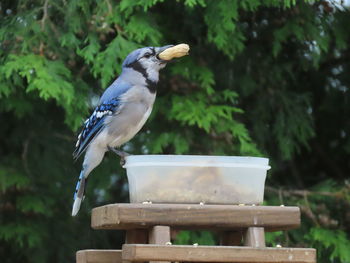 Closeup of a blue jay with a peanut