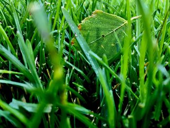 Full frame shot of raindrops on grass