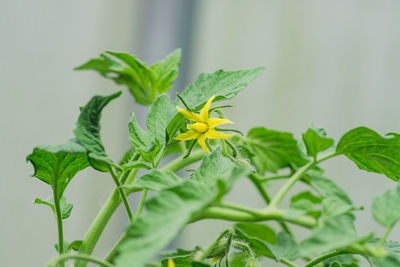 Close up of blooming tomato with yellow flowers in greenhouse