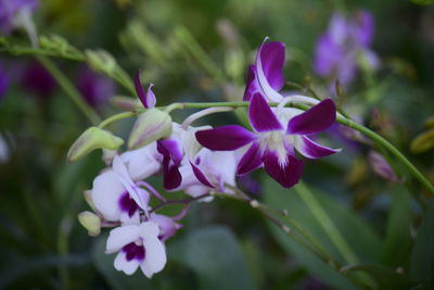 Close-up of pink flowering plant