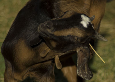 Close-up of horse