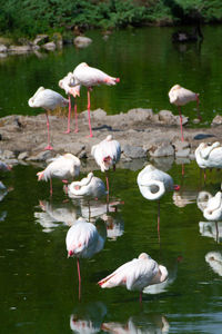 Flock of birds in lake