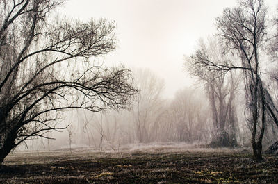 View of bare trees in foggy weather