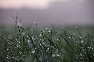 Close-up of wet grass on field during winter