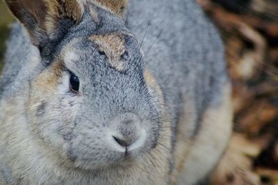 Close-up portrait of a bunny 