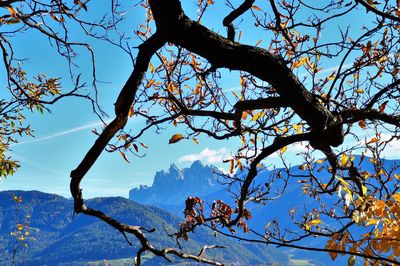 Low angle view of tree against sky