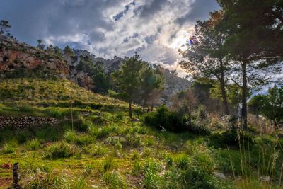 Scenic view of landscape against sky