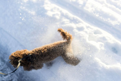 High angle view of dog on snow field