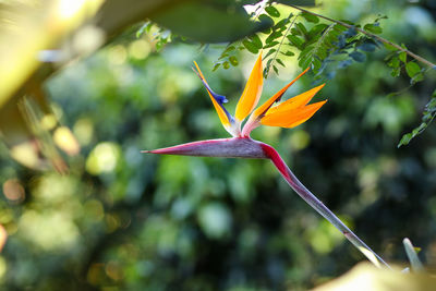 Close-up of red flowering plant